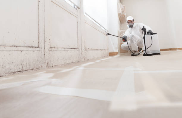 Black mold remediation team in Florence